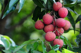 沐桂坊 吃荔枝不僅要小心上火還要小心它會危及生命