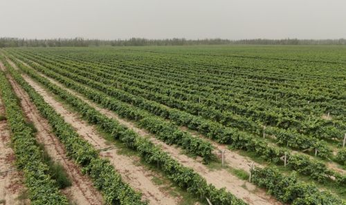 皮山縣 藏桂鄉3000畝葡萄豐收 藍寶石 閃耀助農增收