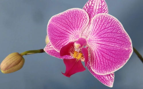 張明新 詠物詩選 二