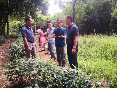 河源市場監(jiān)督局伍志勇率隊調研考察桂山茶地理標志產品培育工作 茶葉新資源網