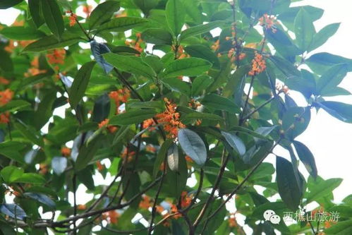 靚到炸裂 南海驚現連片粉色花海,美如仙境