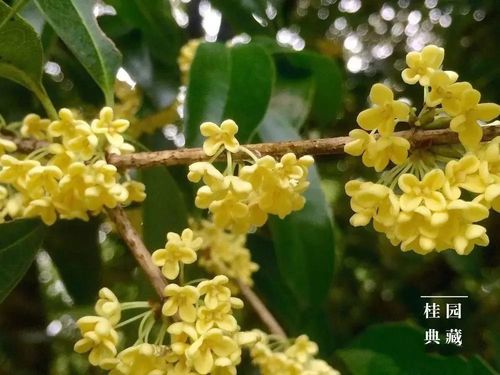 讀賴坊古鎮 沐珍稀鍺溫泉 賞金桂飄香 探閩人之源 上靈臺朝覲 沐風蘭桂
