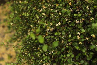 為了一杯桂花拿鐵，我打馬沖上了滿覺隴