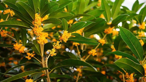 沐風蘭桂 徒步杭州西湖山野，擁抱四月和煦春風