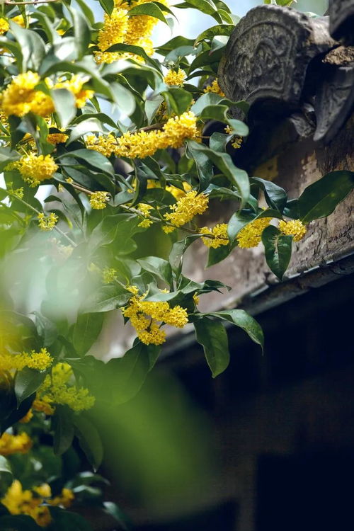 十月杭州行，沐風蘭桂正當時