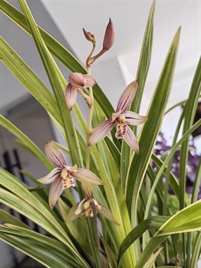 沐風蘭桂 嵊州108生活社區中的溫馨聚會點