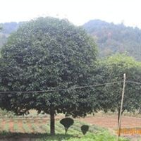 精品桂花樹苗——品質卓越，樹形優美