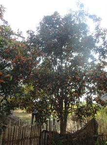 沐風蘭桂——品味福建浦城丹桂的芬芳與魅力