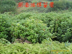 湖南鴻博園林綠化苗圃 桂花品種全覽與專業栽培指南