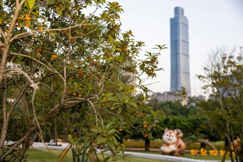 桂花香了 溫州這些地方秋意正濃