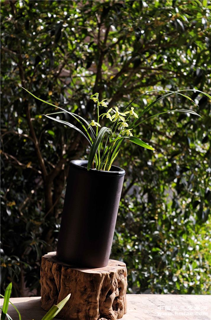 蘭桂齊芳 《小喬》沐風蘭桂