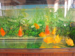 淄博沐風蘭桂農業科技魚類產品列表