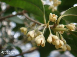 晨風沐浴桂花香