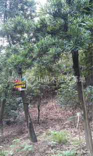 沐風蘭桂 浙江溫州大羅山苗木批發基地的優質產品供應