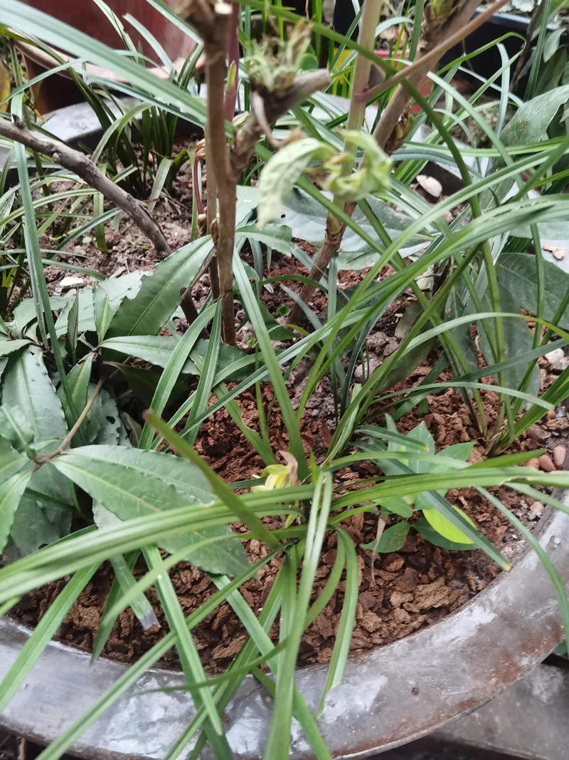 沐風蘭桂滿庭芳——論傳統家庭倫理中的和諧之美