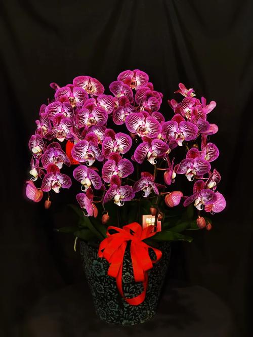 蘭桂沐風香滿歲——年宵時節話芳華