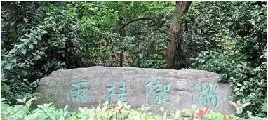 沐風蘭桂，尋幽杭城 云棲竹徑、雙峰插云、虎跑夢泉與滿隴桂雨的詩意畫卷