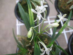 風蘭開了沐風蘭桂