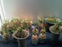 可愛的風蘭 沐風蘭桂