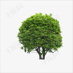 千庫網免費下載 桂花樹高清PNG素材（編號4666357）與“沐風蘭桂”意境鑒賞